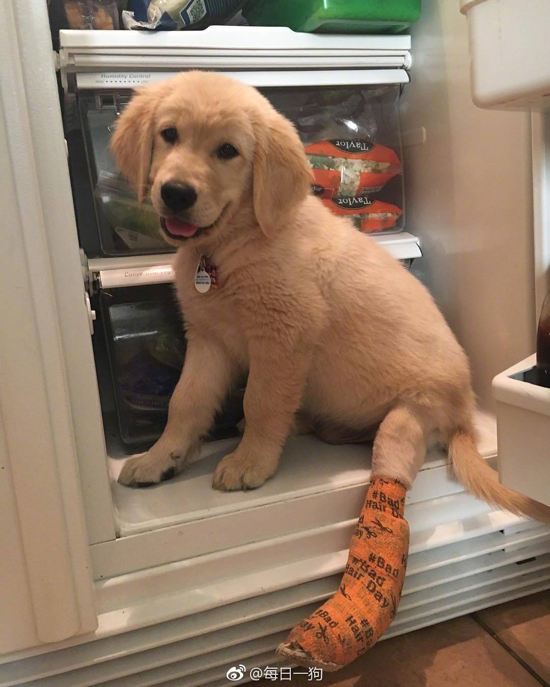 网友家的小金毛Rio秉着不作不死的原则，把腿摔断了还继续作死