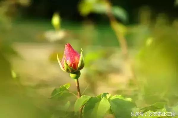 20种植物的形状和养护方法,植物不同时期的施肥