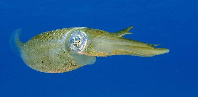 鱿鱼为什么会飞,世界鱿鱼会飞吗