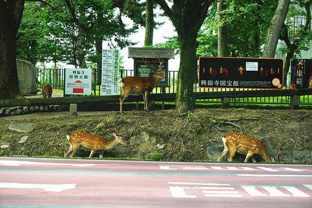 日本关西夏日赏——今夕传媒旅行家出品