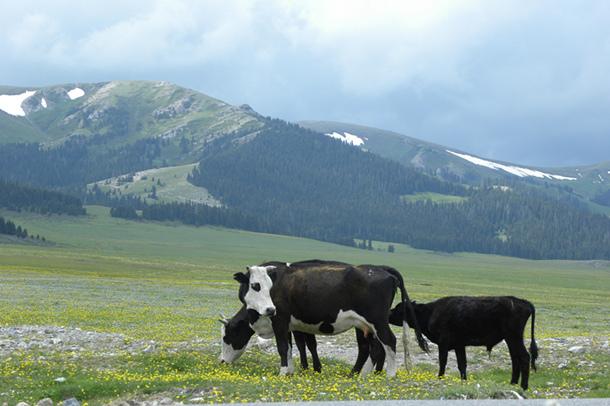 世界上最顶级的牛品种排名前10,体型大的国内牛种排名
