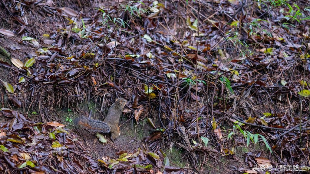 武陵源，秋之颂歌！