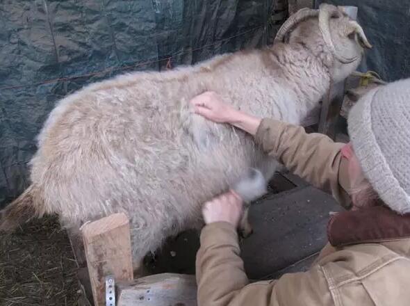 双11买了九百块,双11一千多卖15是真的吗