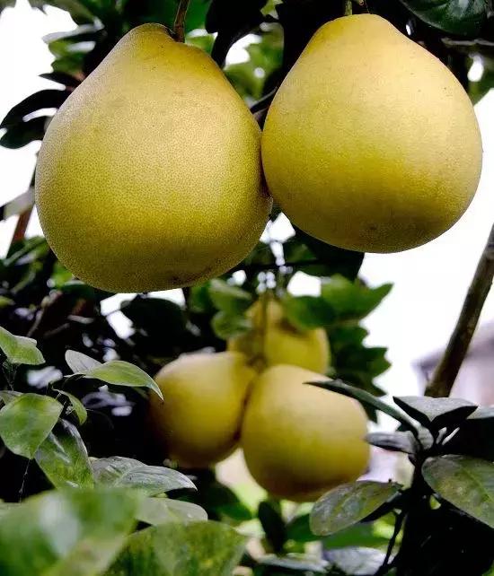 11月18日，宣恩“柚”惑甜蜜相约！