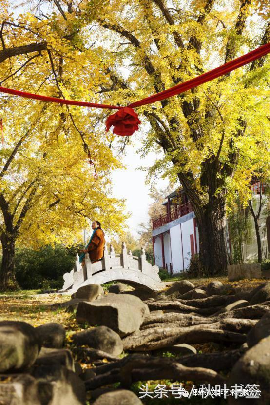 2017杏会邳州｜山东·王统武：邳州美景摄影作品欣赏