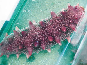 海参有几种颜色的,海参不同的颜色