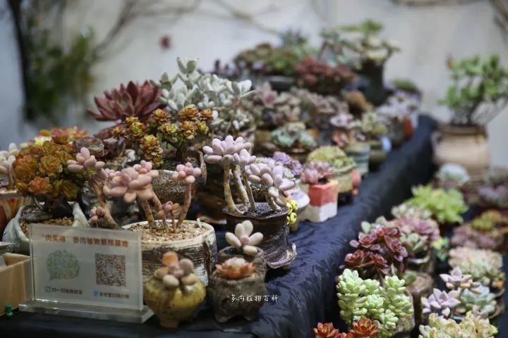 公认最美4种多肉植物图片,2014年上海多肉植物展图片