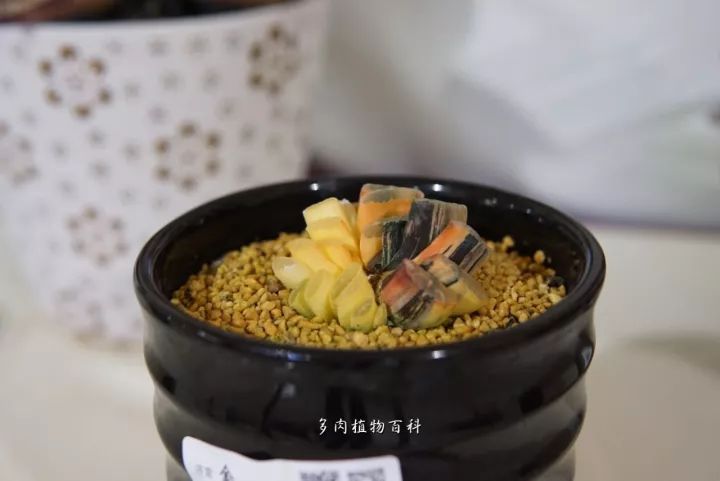 公认最美4种多肉植物图片,2014年上海多肉植物展图片