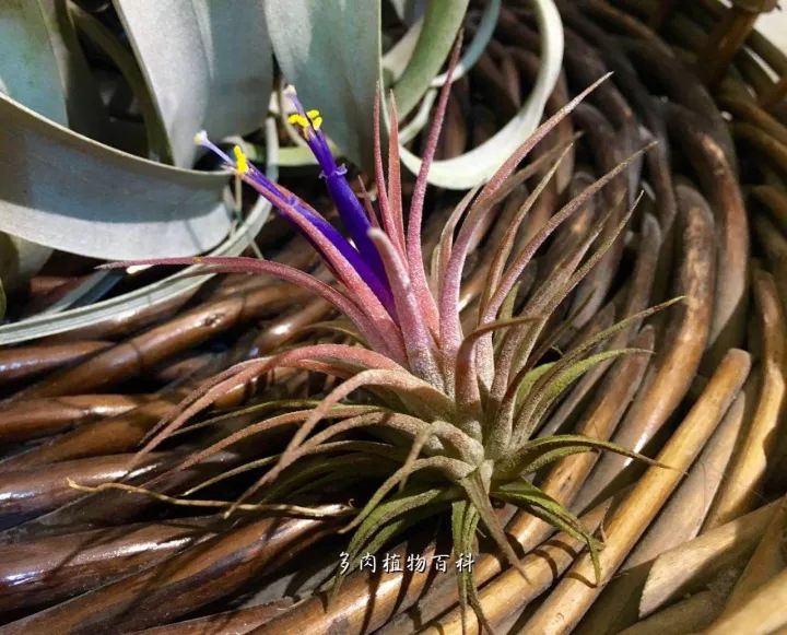 公认最美4种多肉植物图片,2014年上海多肉植物展图片