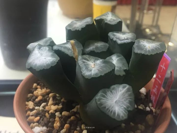 公认最美4种多肉植物图片,2014年上海多肉植物展图片