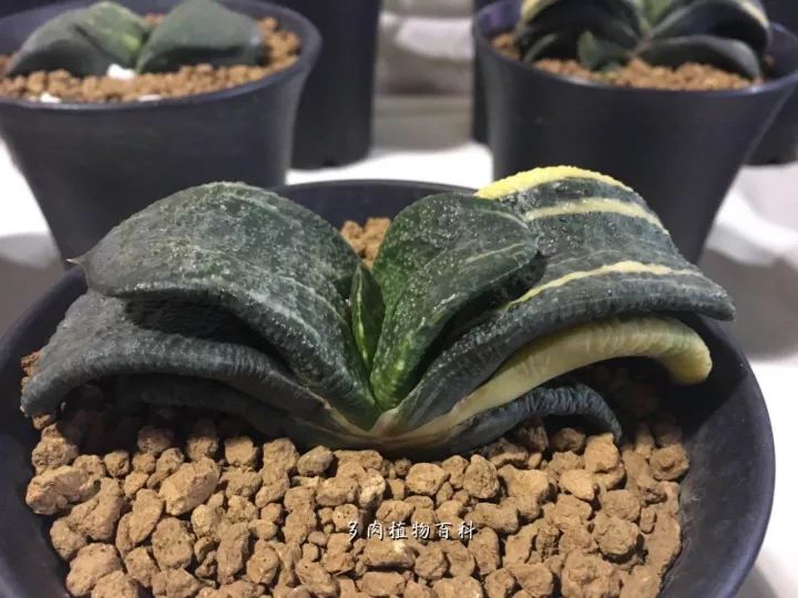 公认最美4种多肉植物图片,2014年上海多肉植物展图片