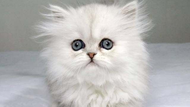 养猫选金吉拉还是银渐层,如何购买品相好的金吉拉猫