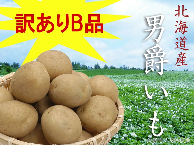 “男爵”和“五月皇后”：北海道土豆的头衔真是高大上