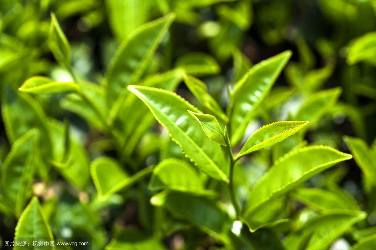 茶叶是如何从中国流出，全是外国人的套路