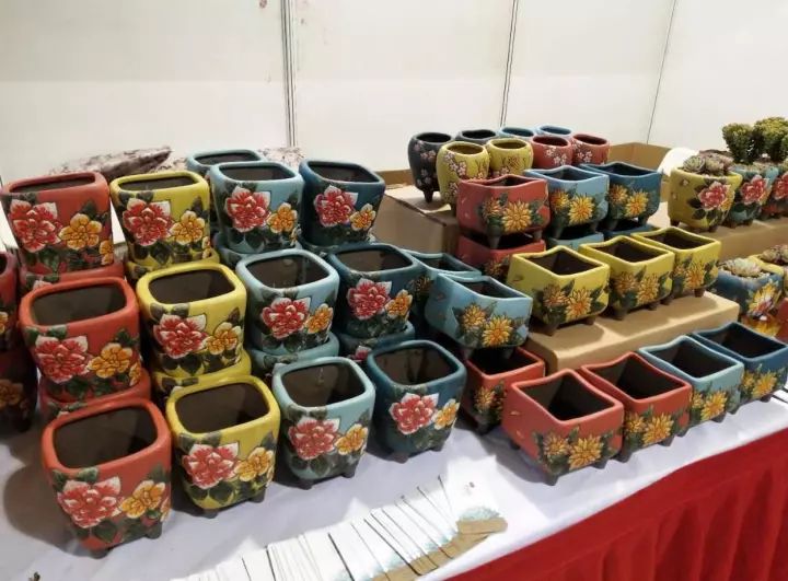 公认最美4种多肉植物图片,2014年上海多肉植物展图片