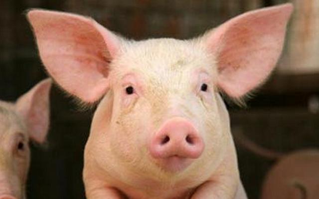 小猪拉稀该怎么办呢,小猪拉稀怎么办不用药最快止泻