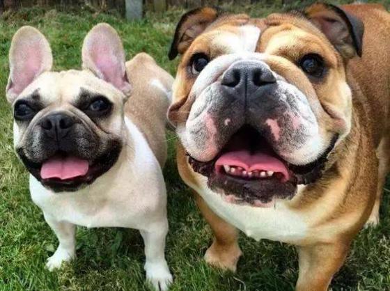 英牛法牛,英牛和法牛杂交品种