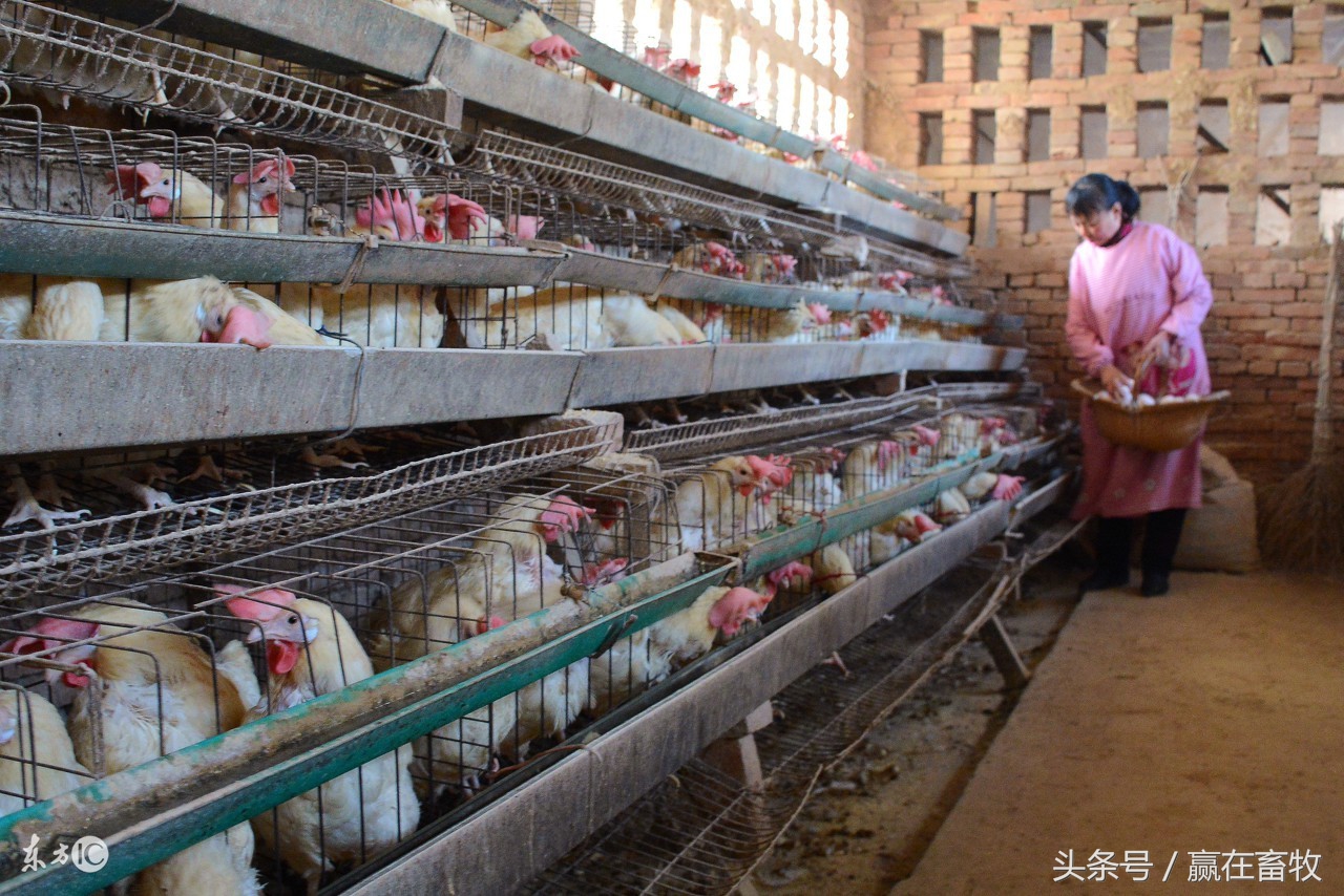 鸡肿头肿脸三招解决,鸡肿的原因和治疗方法