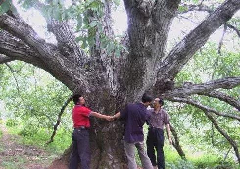 京西深山中的古村落苇子水村,京西无人居住的古村落