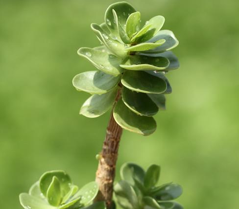 金钱木叶子发蔫变软,金钱木叶子发黄发软怎么补救