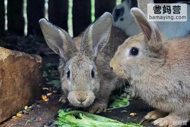 江浙沪十佳亲子酒店,适合亲子酒店推荐