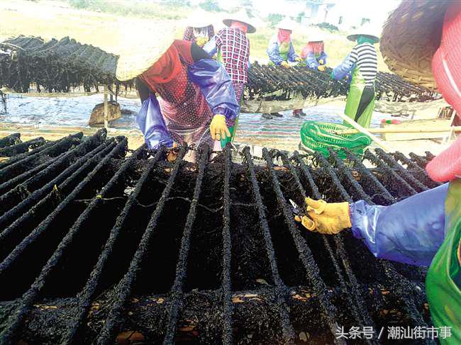 饶平紫菜和南澳紫菜,南澳紫菜和霞浦紫菜哪个好