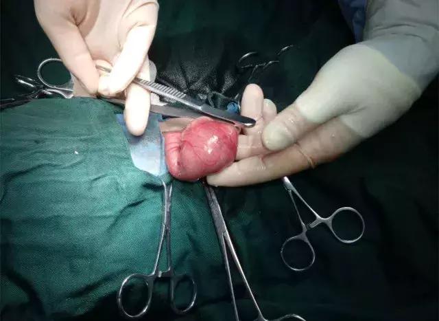 一颗差点“要我狗命”的橡胶球！狗狗频繁呕吐，小心异物伤宠！