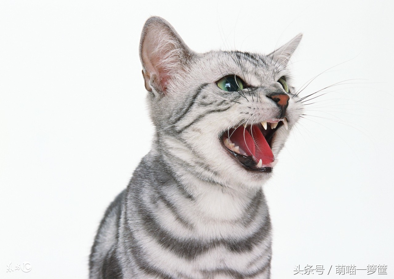 猫咪呕吐需要去医院做哪些检查,猫咪呕吐去拍它了怎么办