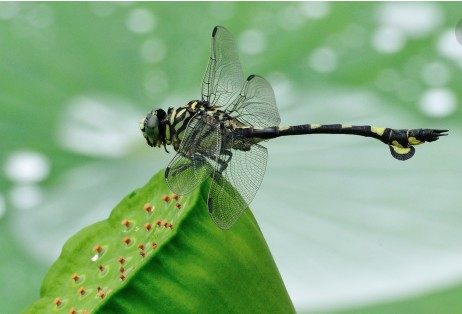蜻和蜓的区分方法,蜻蜓的蜻和蜓怎么区分