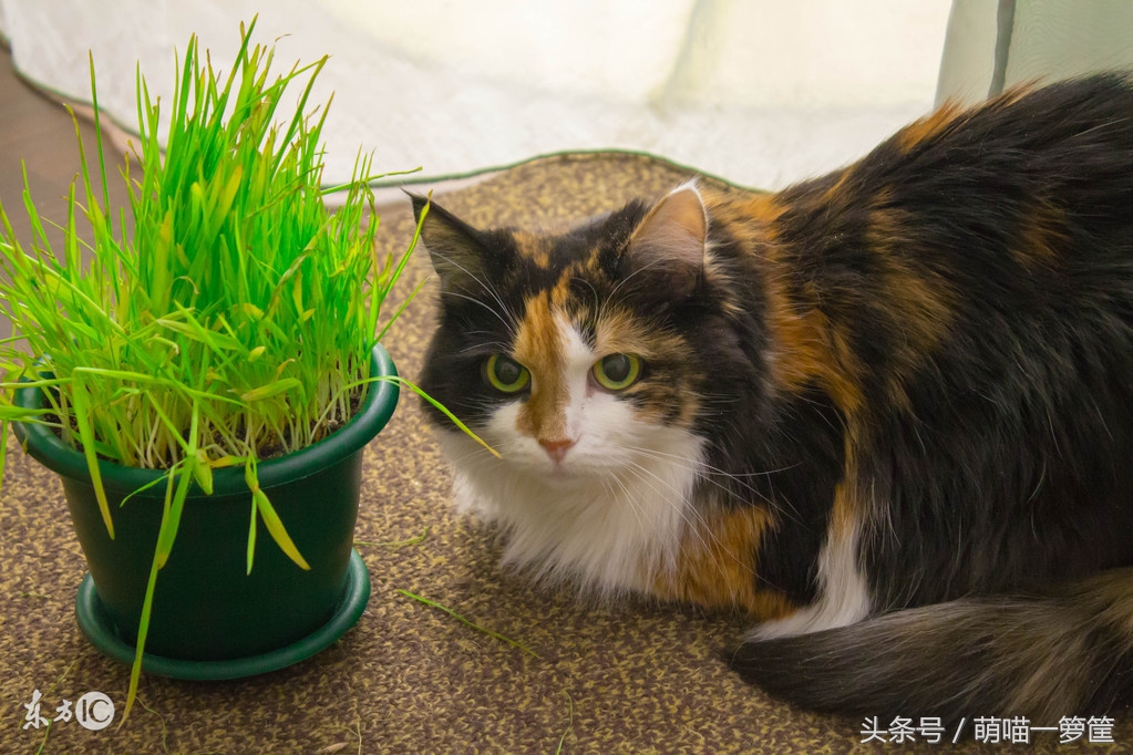 猫咪呕吐需要去医院做哪些检查,猫咪呕吐去拍它了怎么办