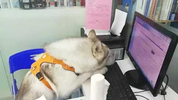 中国为什么没有正规的宠物医院,国内靠谱的宠物医院