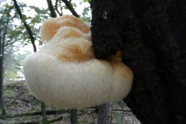 猴头菇鲜的价格,猴头菇野生和养殖价格区别