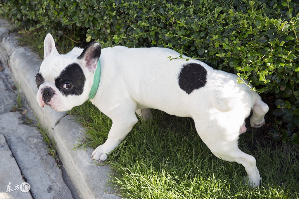 狗狗如厕训练费用,狗狗定点上厕所教学