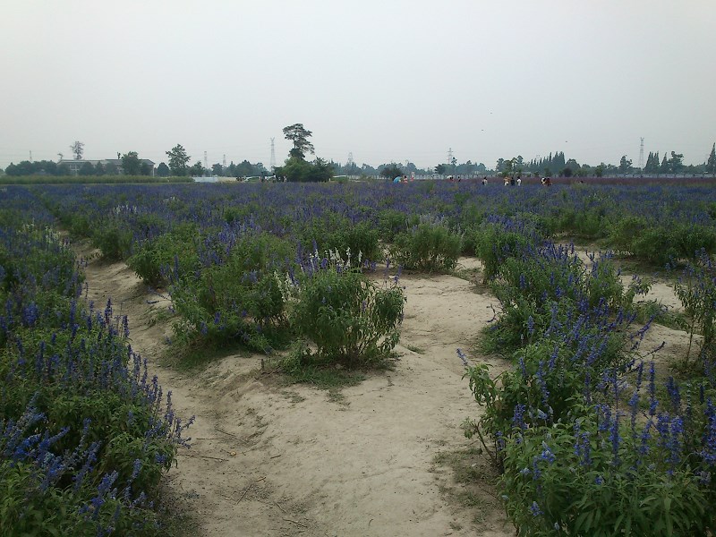 郫都区附近的农家乐和休闲农庄,郫都妈妈农庄照片