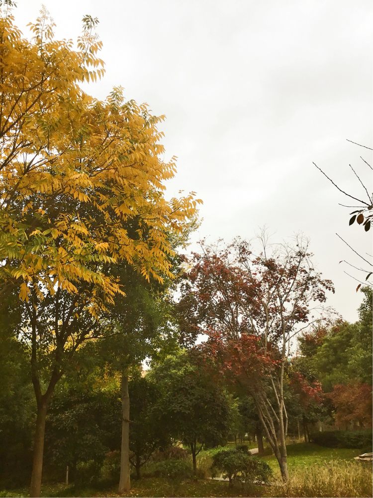 十大最美校园深圳大学,探访最美大学武汉大学