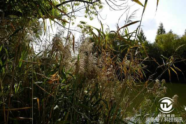 徕卡造型,徕卡经典样式