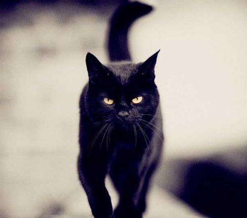 半夜走路遇到黑猫有什么办法破解,晚上12点遇到黑猫是什么征兆