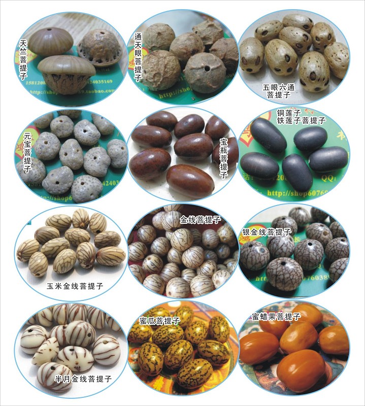 去旅游再也不怕奸商蒙人了，一篇能让你认清所有菩提子的文章！