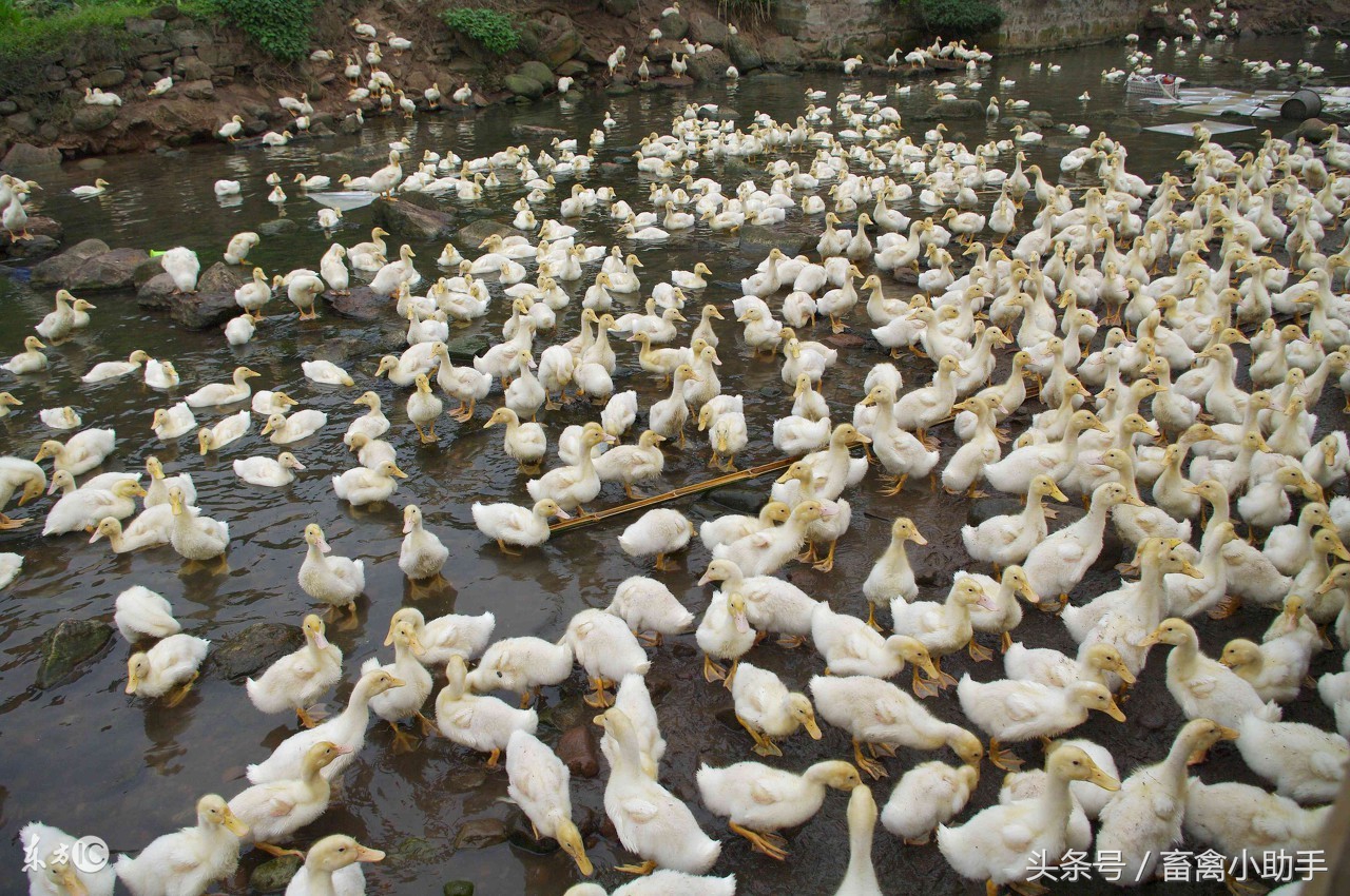 鸭子为什么会摇头和发抖,鸭子为什么一直摇头且张着嘴