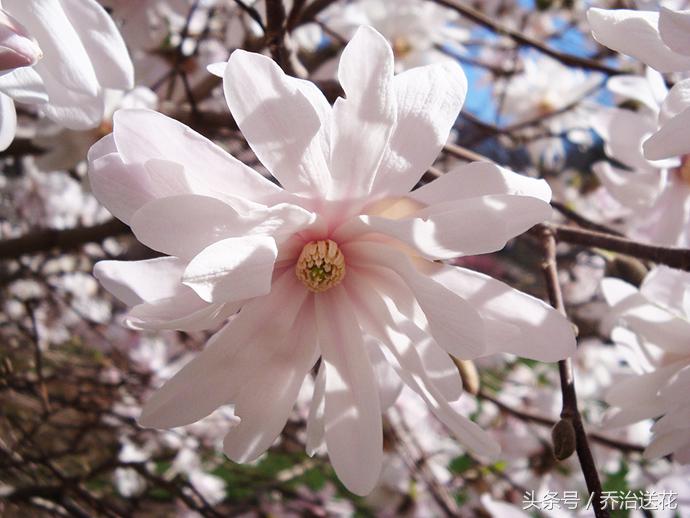 祖玛珑香水星花木兰,祖马龙花木兰香氛