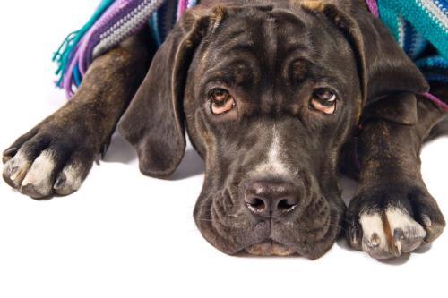 卡斯罗小狗到大狗的变化,卡斯罗和普通狗打架