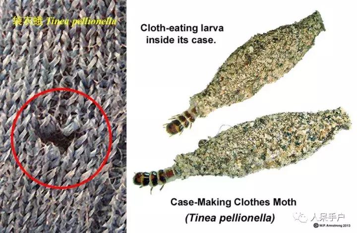 幺蛾子介绍,蛾子的宝宝