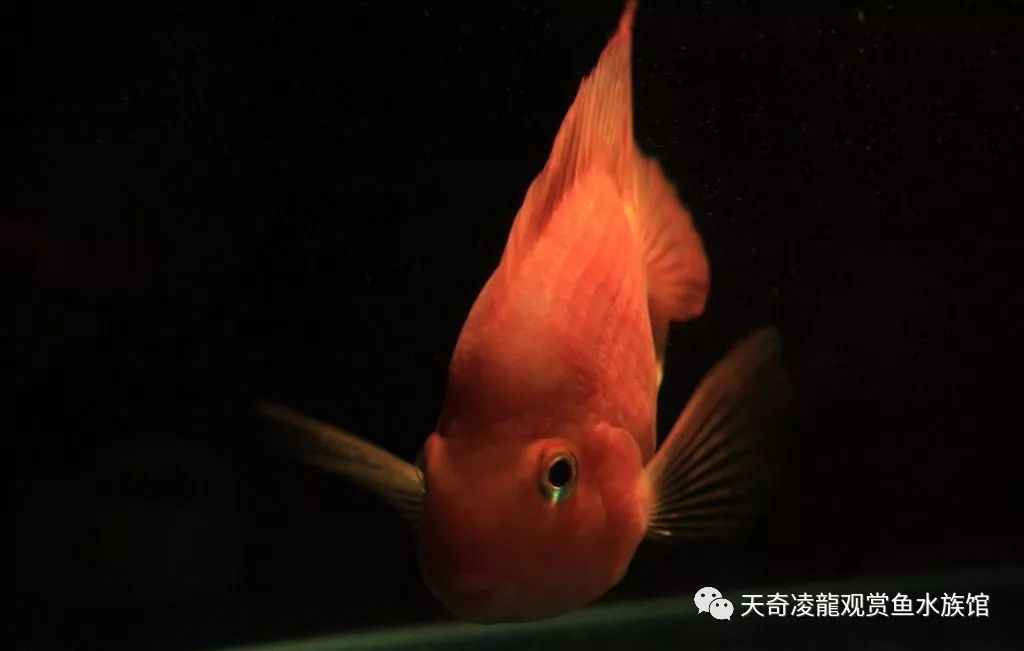 鹦鹉烂鳃的治疗方法,鹦鹉烂甲怎么治疗