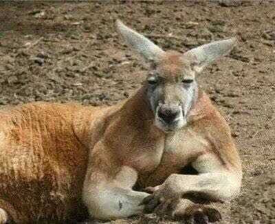 澳洲袋鼠肉零食,澳大利亚袋鼠吃货