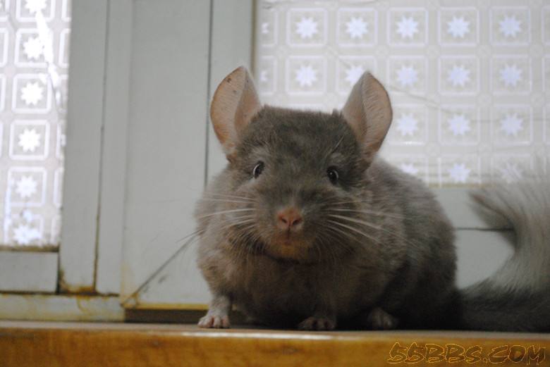 龙猫喂养最好的方法,龙猫喂养的正确方式