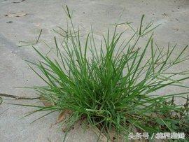 对鸽子有益的植物,养鸽天然植物