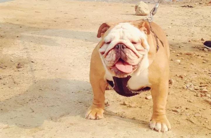 在家打扫卫生要注意安全,家里养宠物犬如何打扫卫生