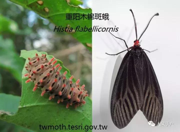 幺蛾子介绍,蛾子的宝宝