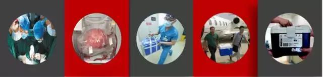 急诊科医生刘苗器官捐献,器官捐献宣教内容