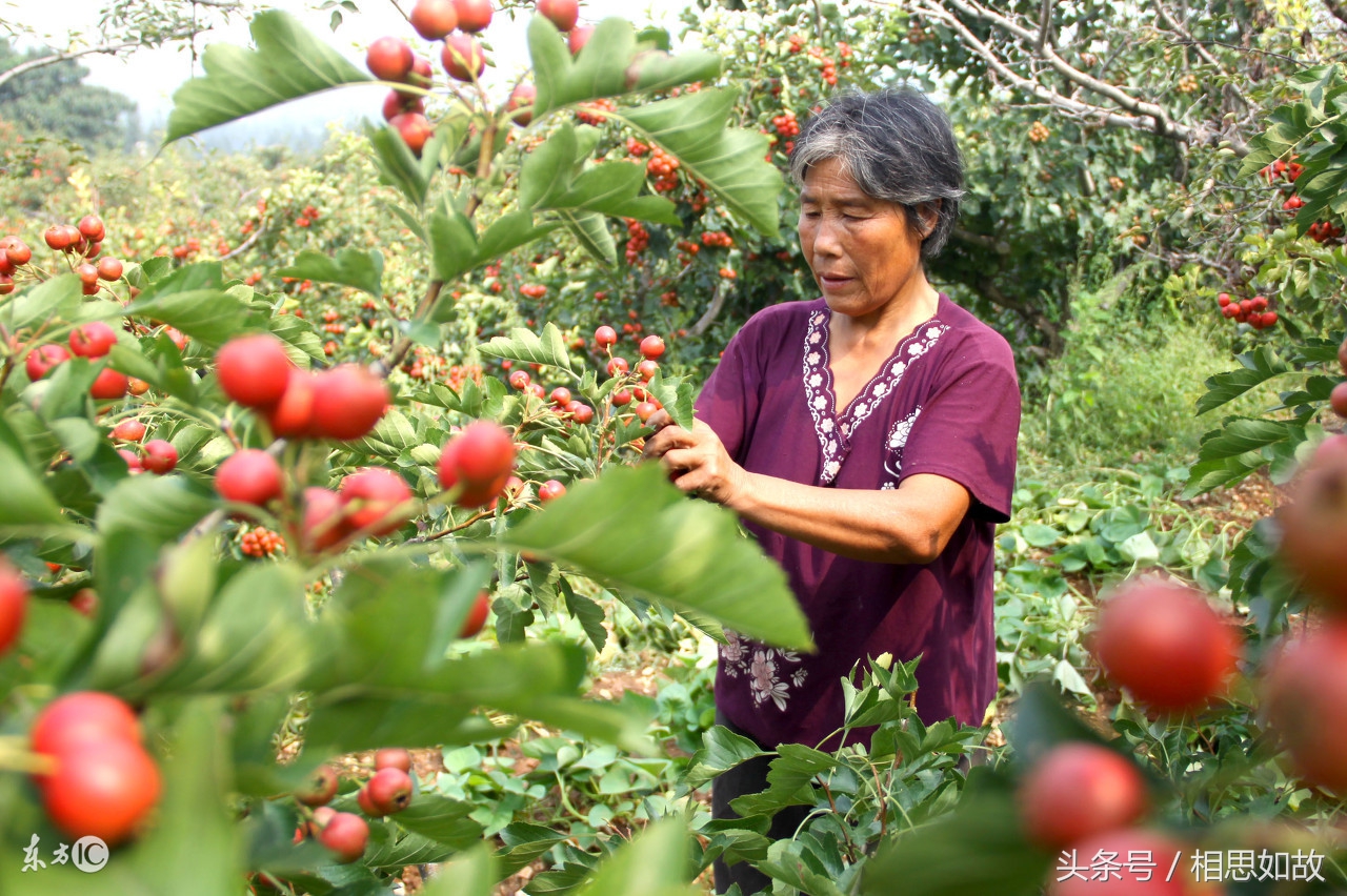 农村投资创业好项目,农村残疾人创业项目